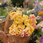 Foxy Foxtrot, Tulip Bulbs