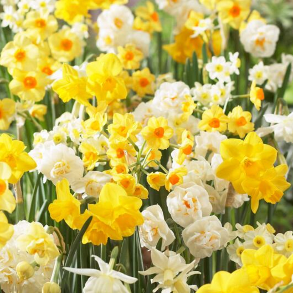 Sweet Fragrance Mix, Daffodil Bulbs