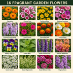 Fragrant Flower Blend Flower Variety Chart