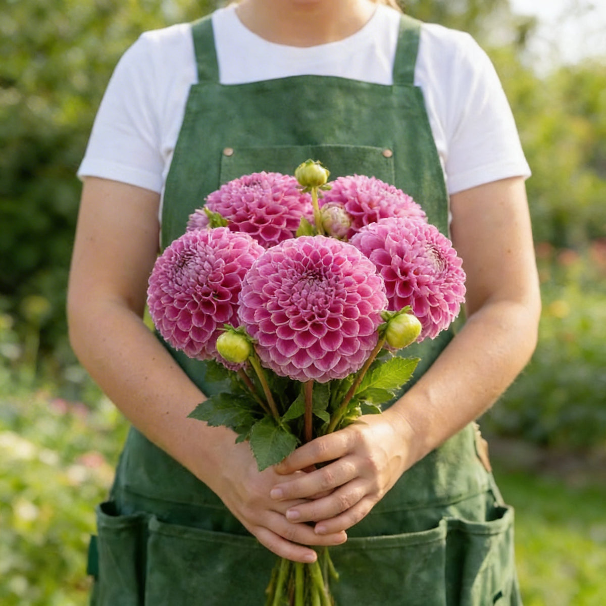 Franz Kafka, Dahlia Tubers