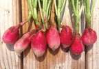 French Breakfast, Radish Seed