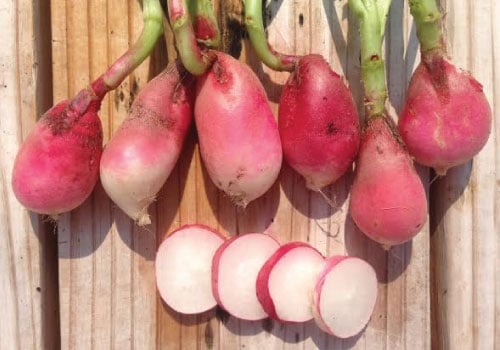French Breakfast, Radish Seeds