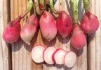 French Breakfast, Radish Seeds