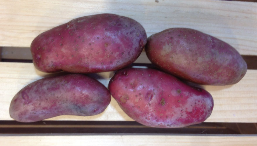 French Fingerling, Seed Potatoes