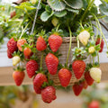 Fresca, Strawberry Seeds