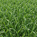 Fria, Annual Ryegrass Seed