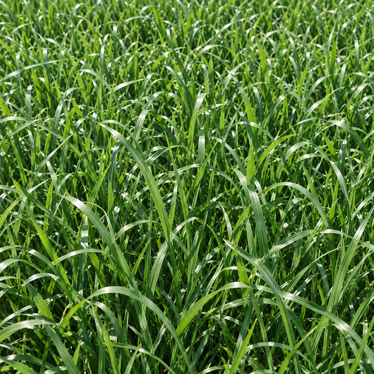 Fria, Annual Ryegrass Seed