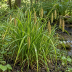 Fringed Sedge, Carex Seed