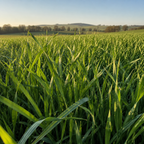 Frontier Grazer Rye field crop