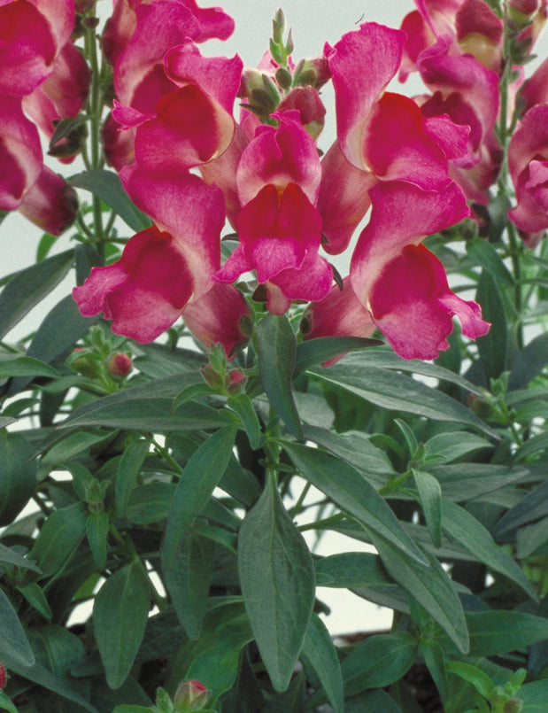 Fuchsia  Floral Showers, (F1) Snapdragon Seeds