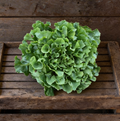 Full Heart Escarole 65, Chicory