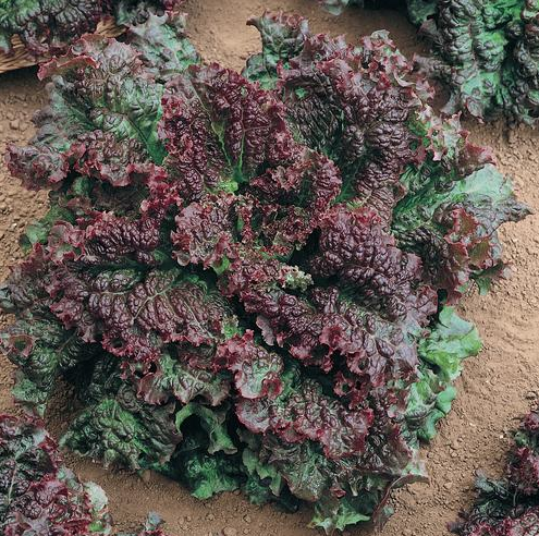 Gabriella, Lettuce Seeds
