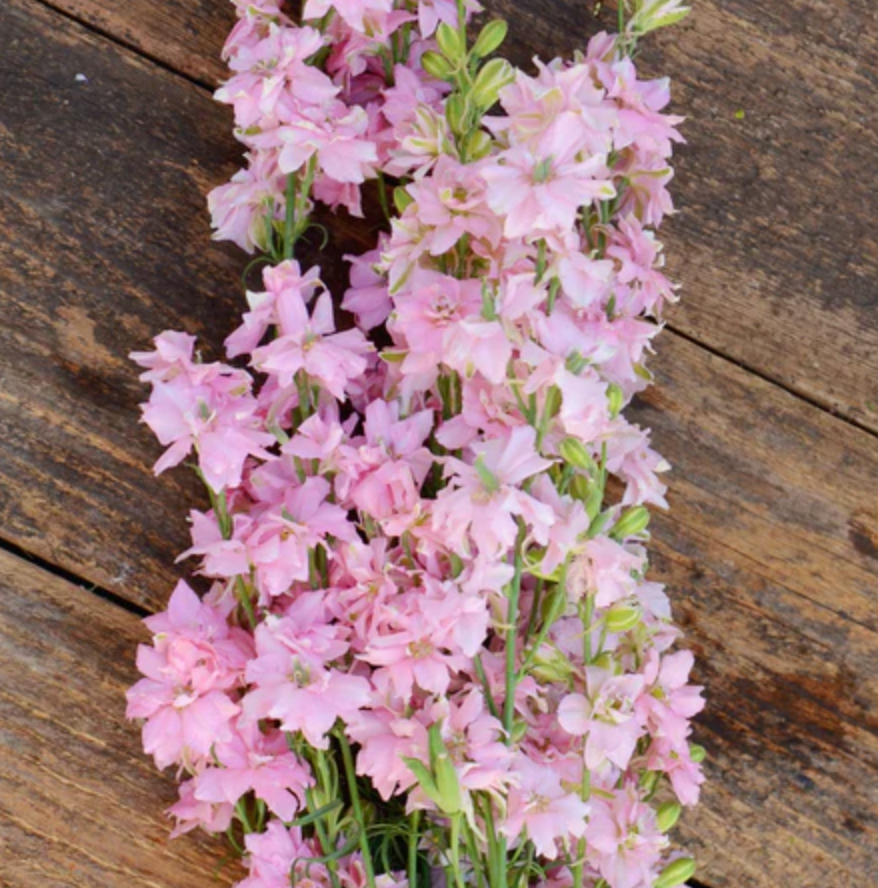 Galilee Pink Perfection, Organic Larkspur Seed