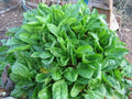 Large Leaf, Sorrel Seeds