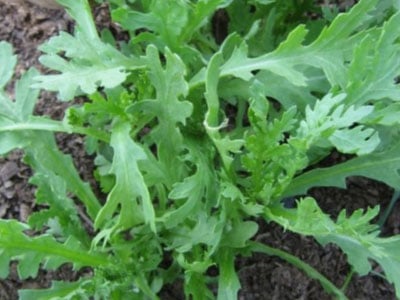 Garland Serrate Leaf Greens, Greens