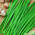 Garlic Geisha, Chive Seeds