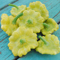 Gelber Englischer, Squash Seeds