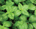 Genovese, Basil Seeds