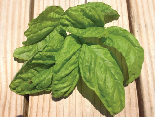 Lettuce Leaf, Basil Seeds