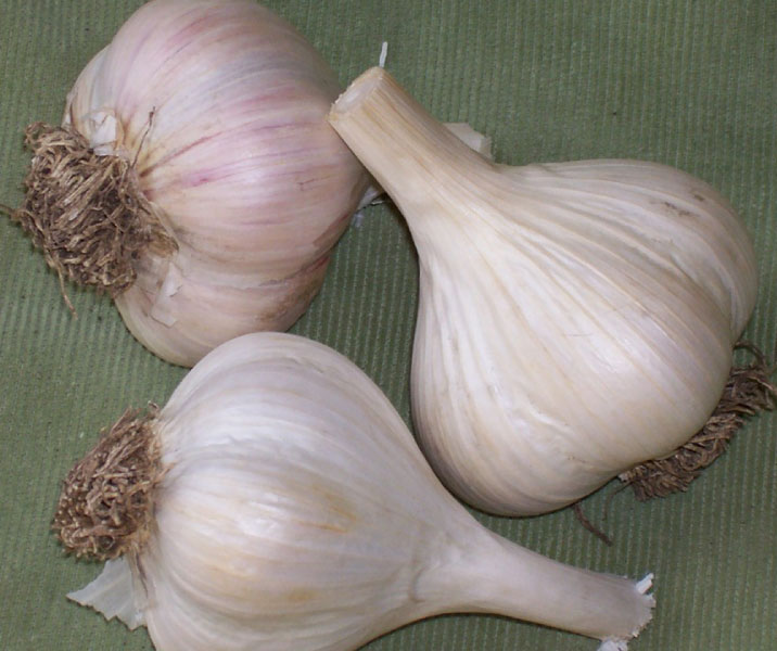 Georgian Crystal, Garlic Seed