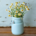 German, Chamomile Seeds