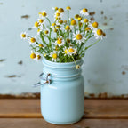 German, Chamomile Seeds