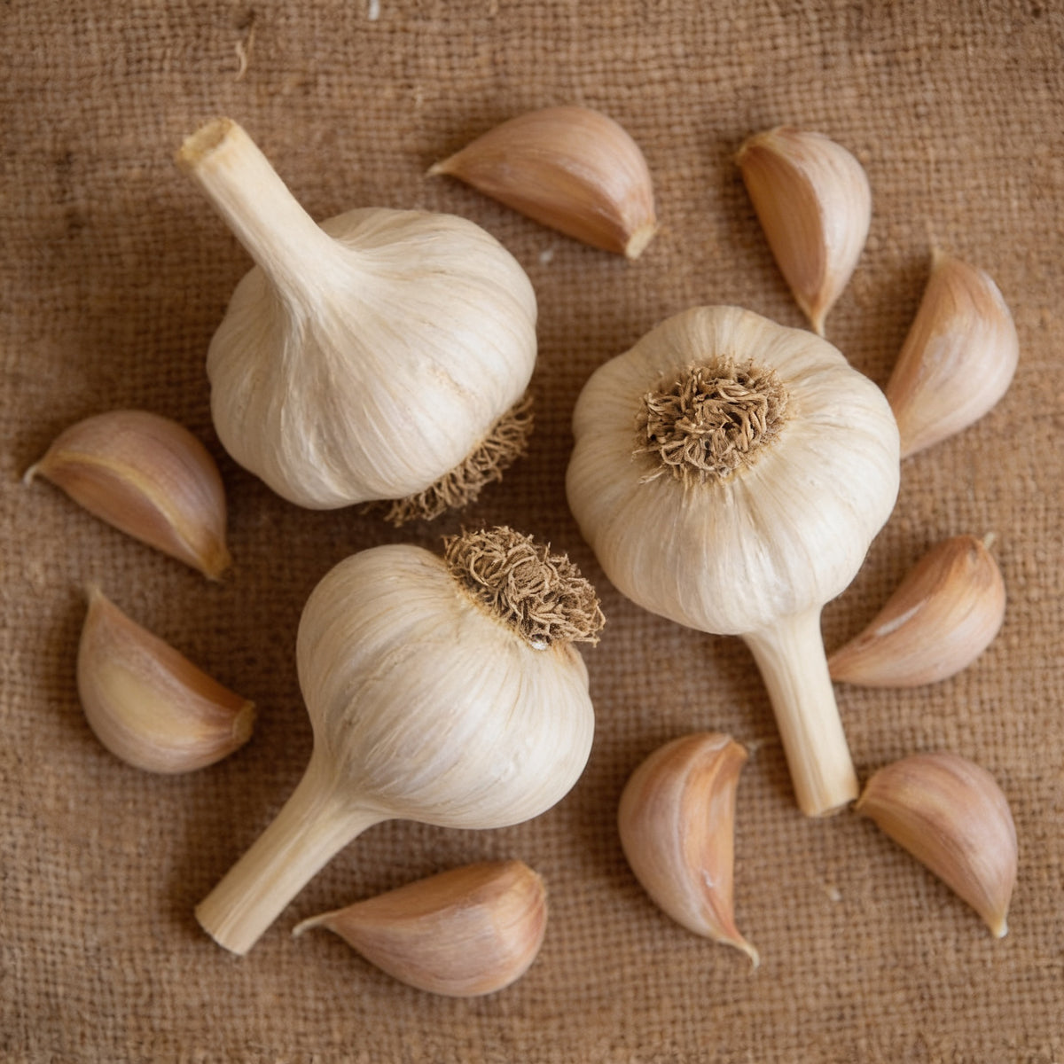 German Extra Hardy, Garlic Bulbs