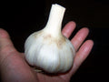 German Giant, Garlic Seed