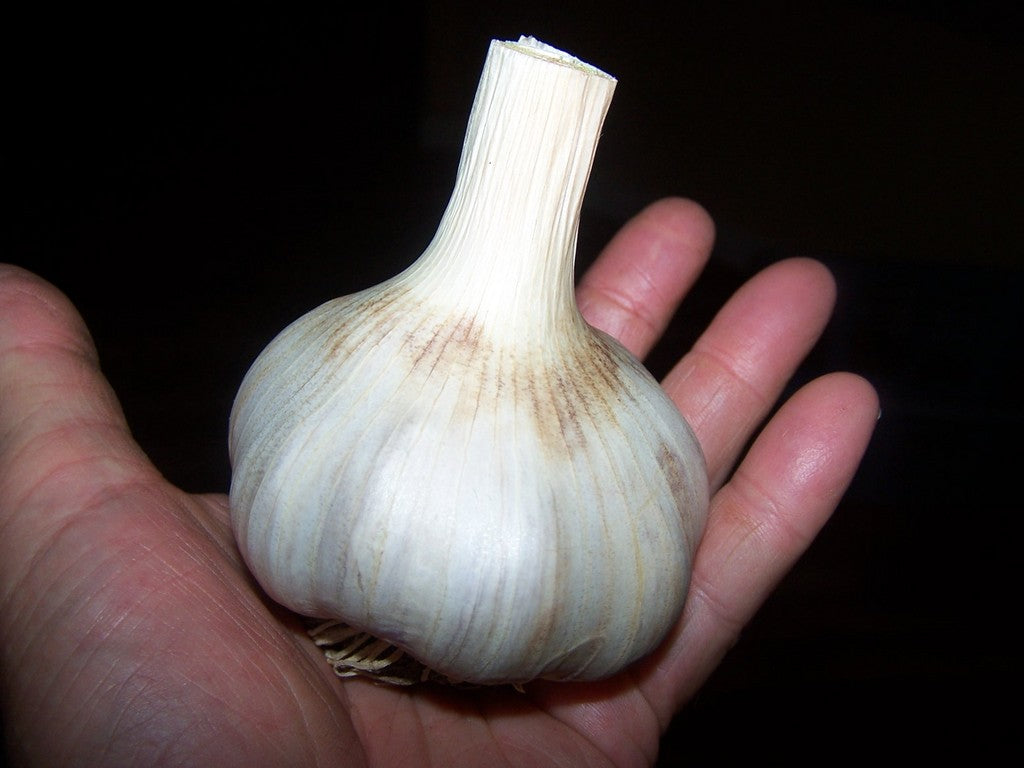 German Giant, Garlic Seed