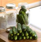 GherKing, (F1) Cucumber Seeds