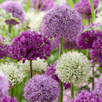 Giant Mix, Allium