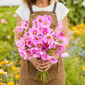 Gloria, Cosmo Seeds