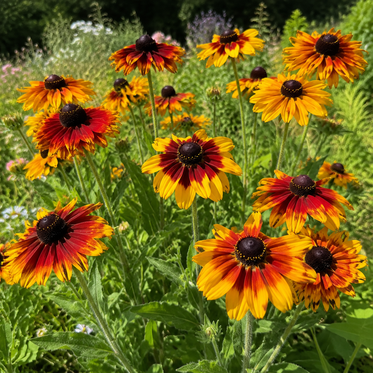 Gloriosa Daisy plant close-up