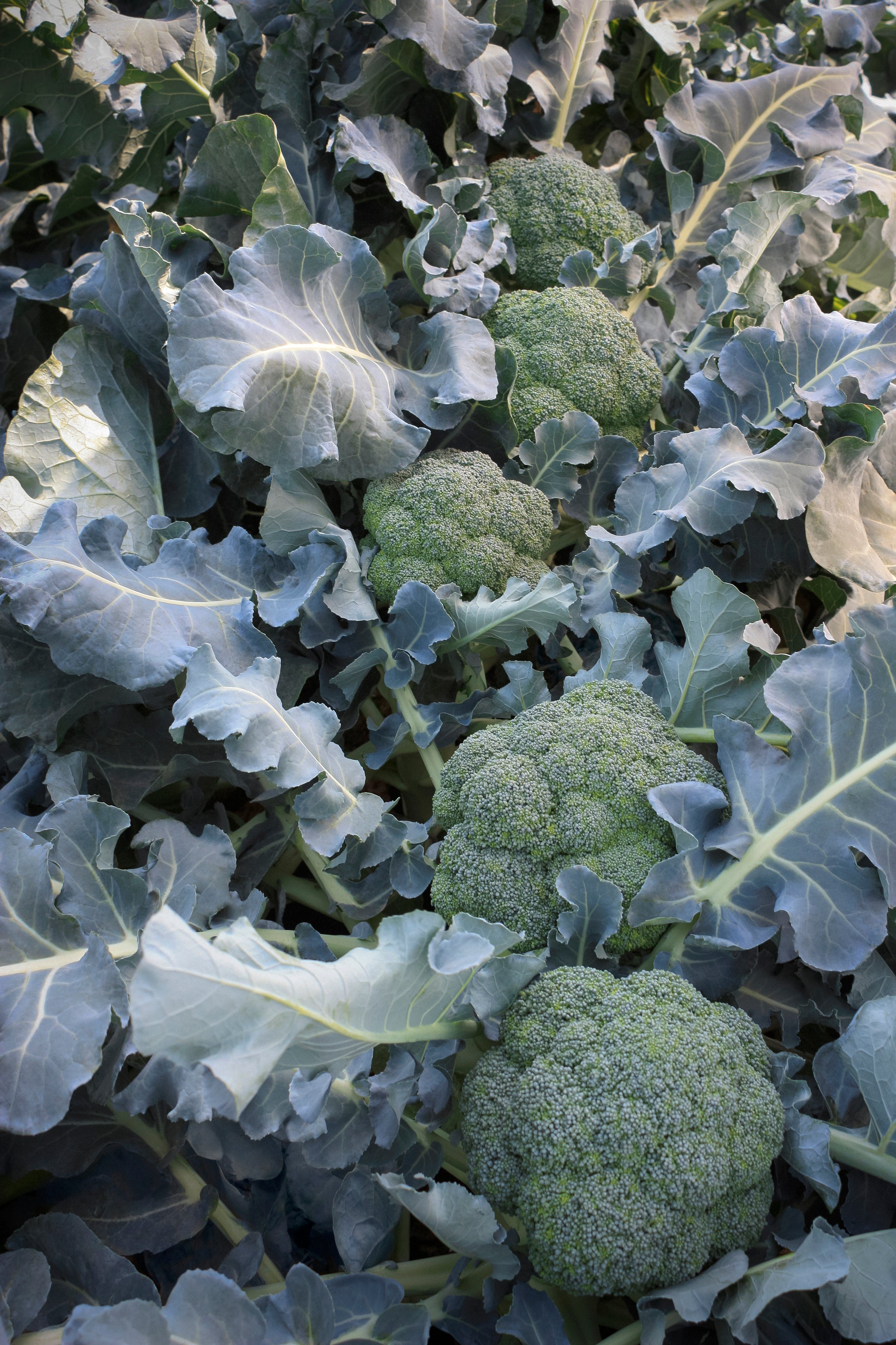 Godzilla, (F1) Broccoli Seeds