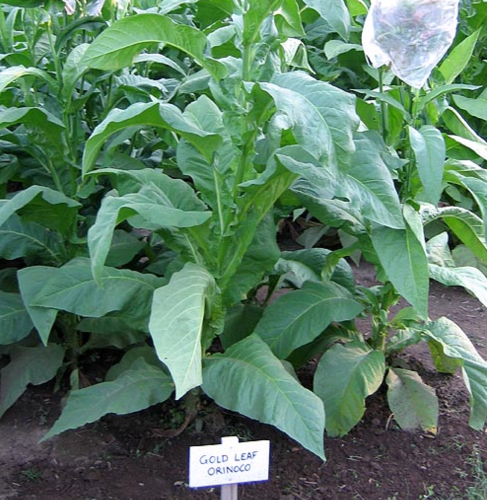 Gold Leaf Orinoco, Tobacco Seed