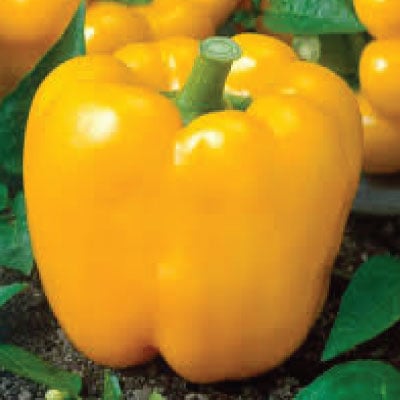 Golden Cal Wonder, Pepper Seeds