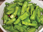 Golden Greek, Pepper Seeds