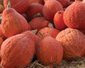 Golden Hubbard, Squash Seeds