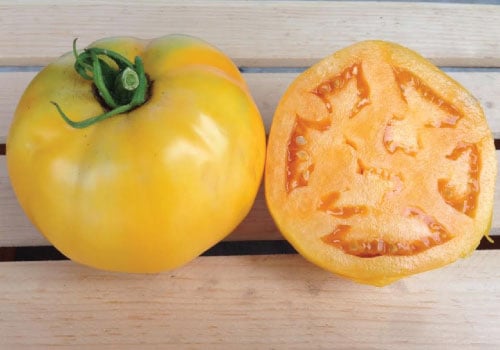 Golden Jubilee, Tomato Seeds