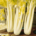 Golden Pascal, Celery Seeds