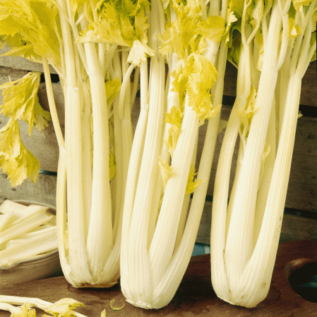 Golden Pascal, Celery Seeds