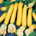 Golden Zebra, (F1) Squash Seeds