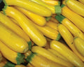 Golden, Zucchini Seeds
