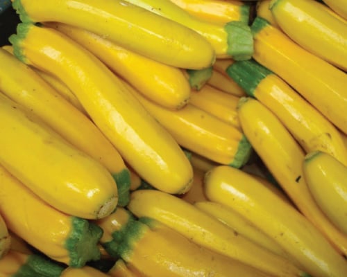 Golden, Zucchini Seeds