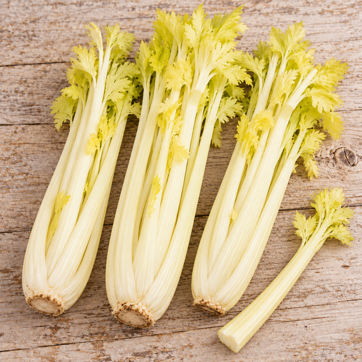 Golden Pascal, Celery Seeds