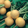 Golden Ball, Turnip Seed