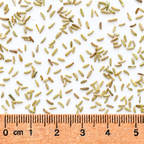 Showy, Goldenrod Seed