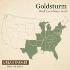 Goldsturm, Black-Eyed Susan Seed