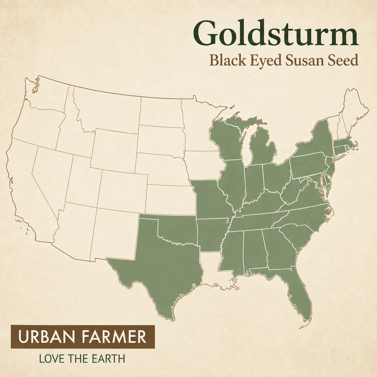 Goldsturm, Black-Eyed Susan Seed