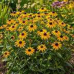Goldsturm, Black-Eyed Susan Seed